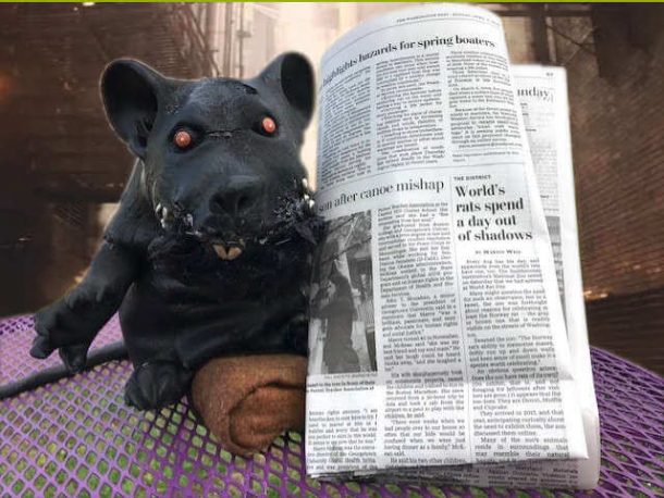 Brutus the rat with newspaper - NattyRats